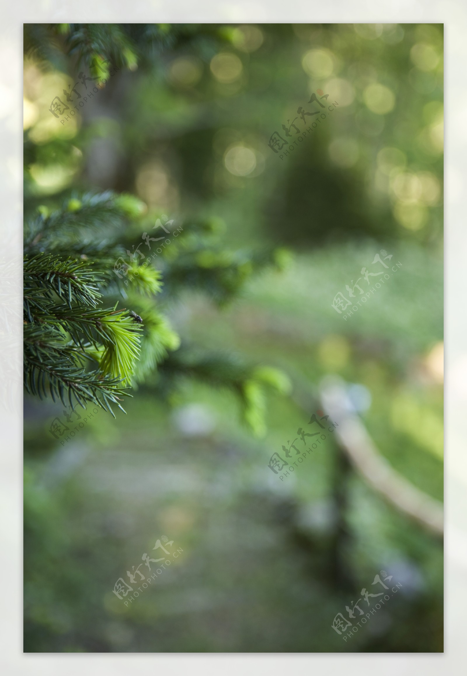 绿色植物风景