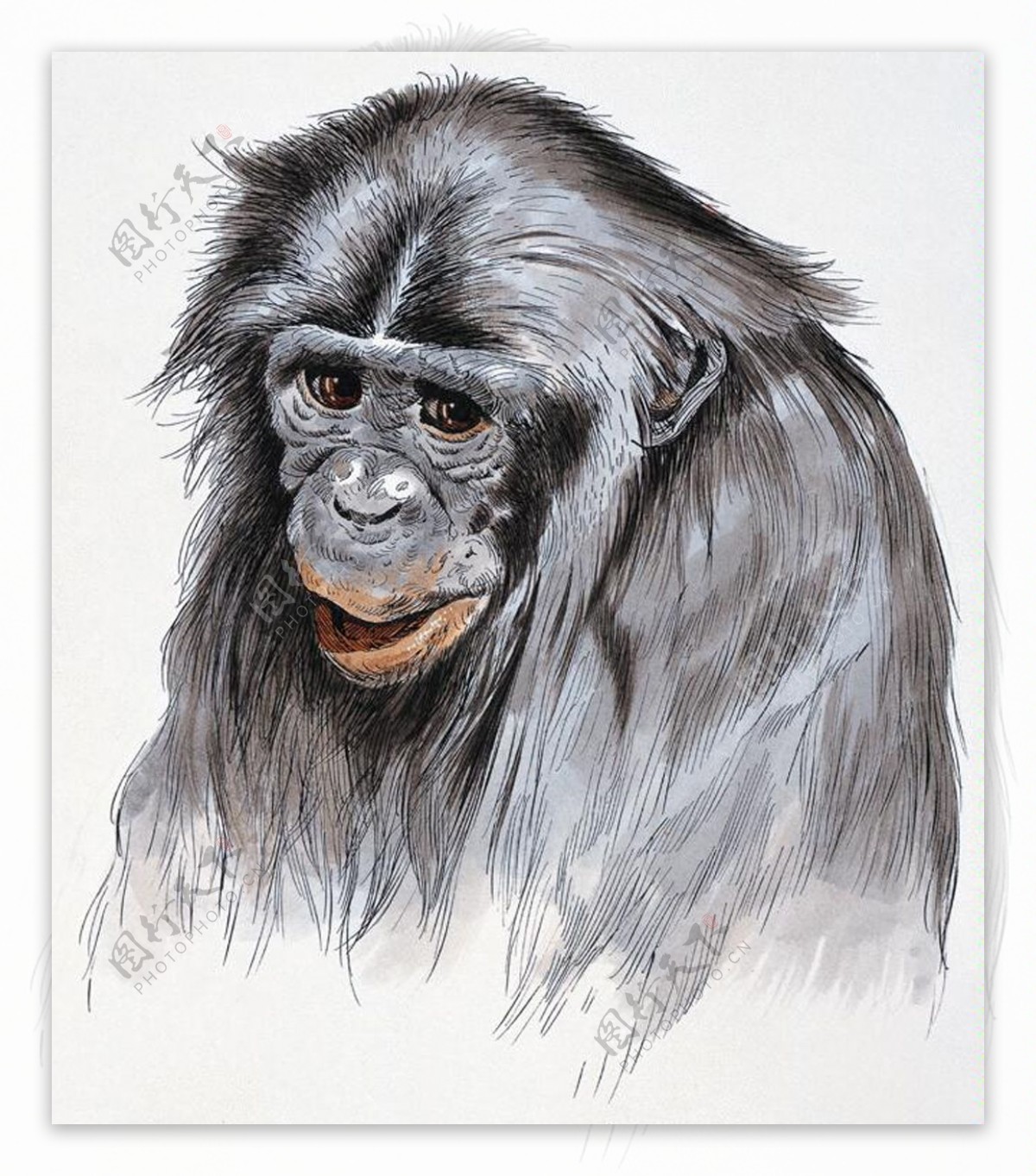 猩猩灵长动物动物插图33