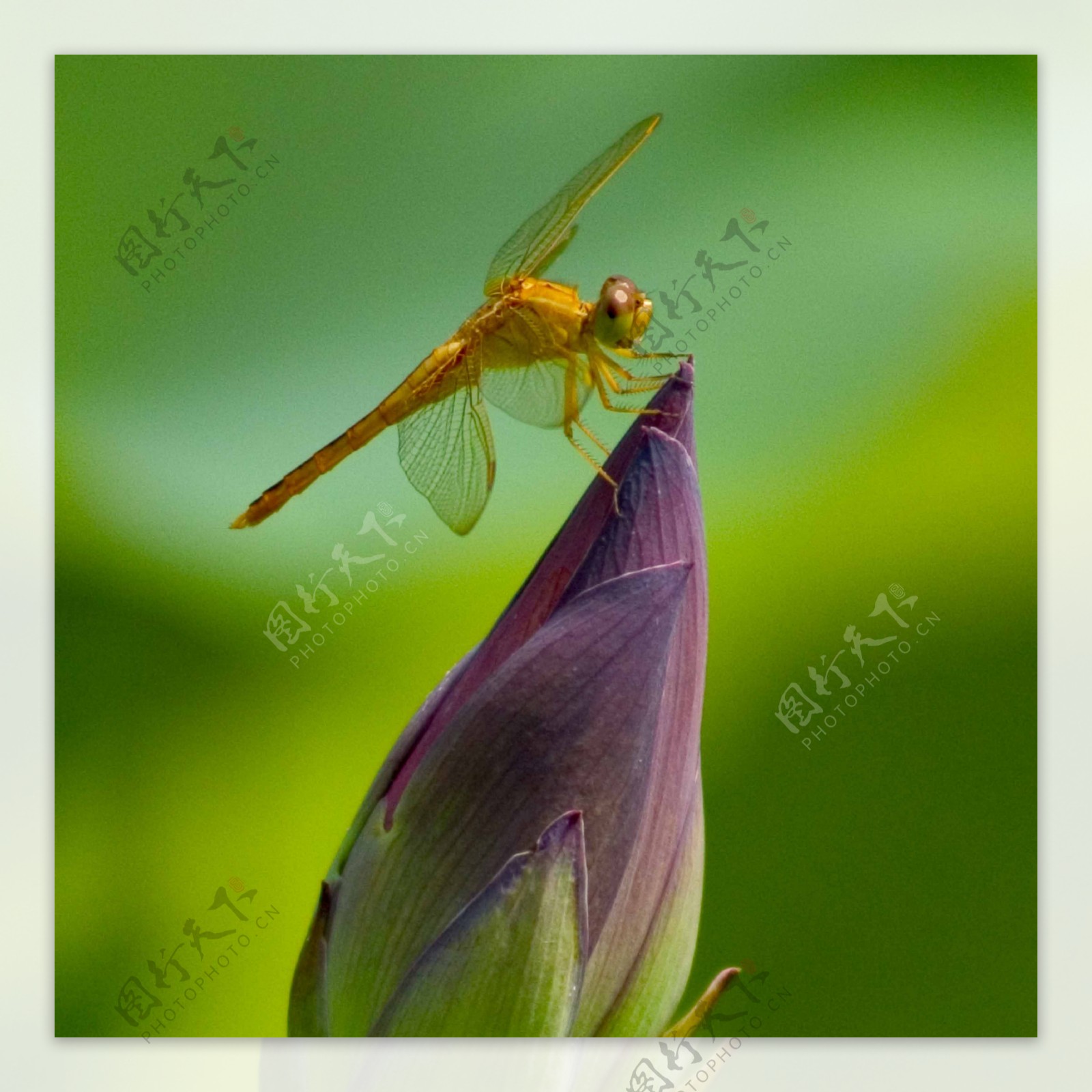 荷尖蜻蜓图片