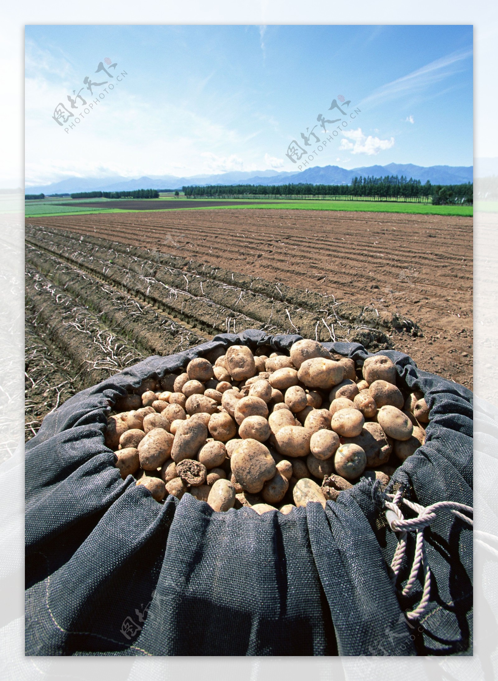 菜地里的土豆