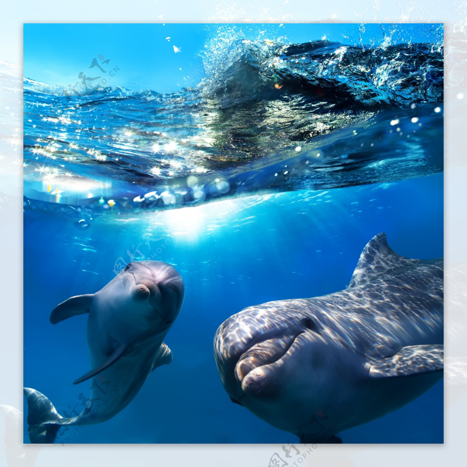 海水中的海豚图片