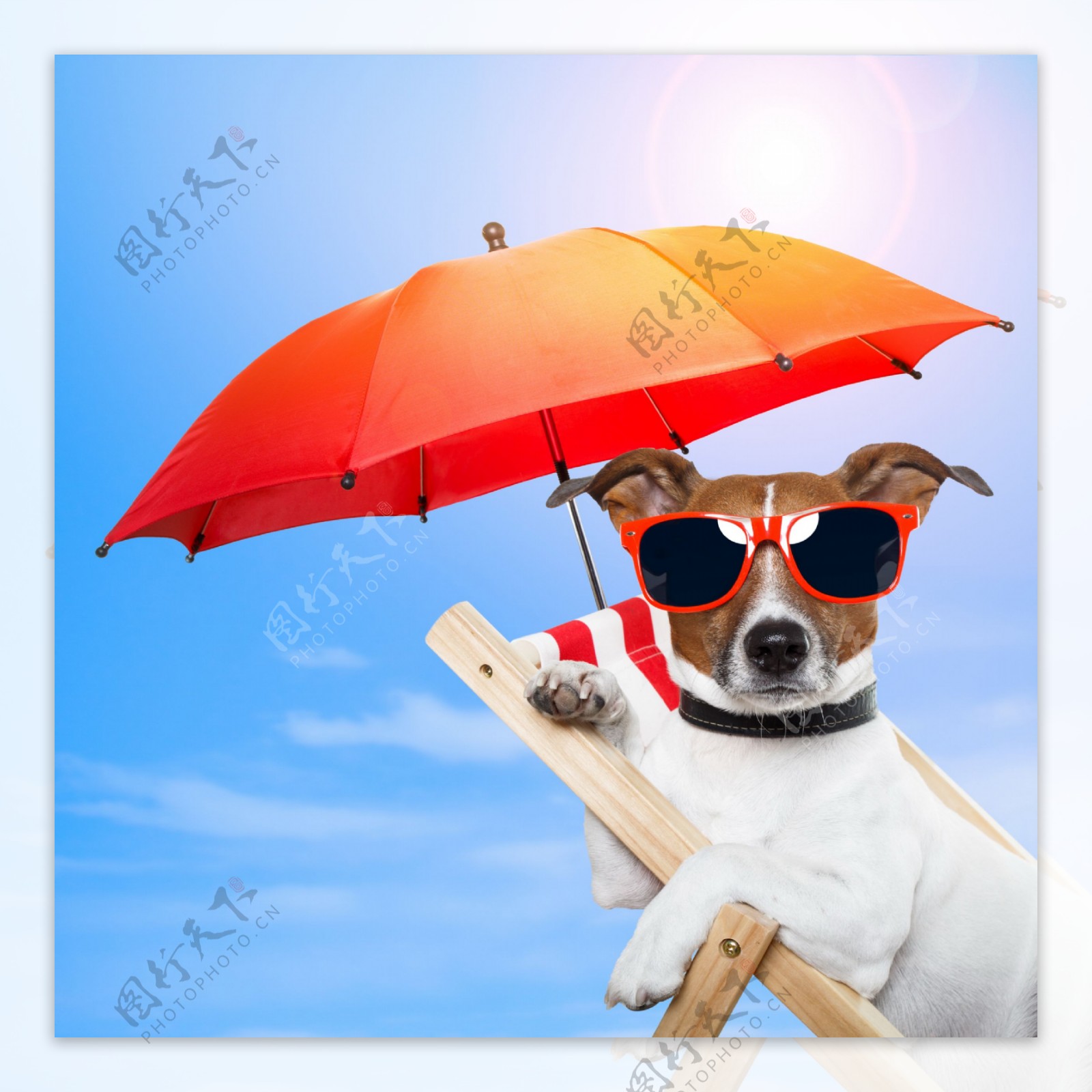 打雨伞的小狗图片