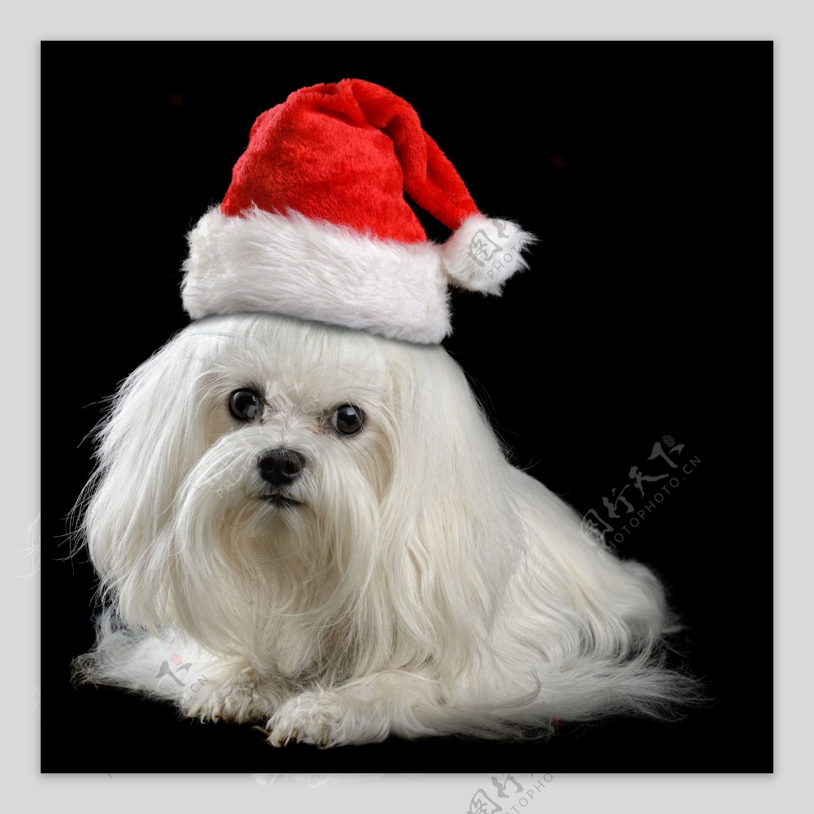 戴圣诞帽的小狗图片