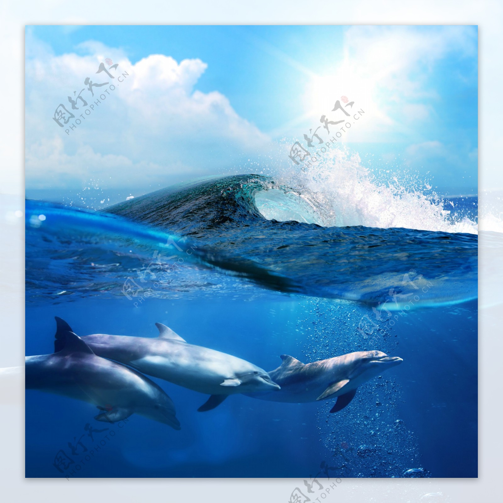蓝色海水中的海豚图片