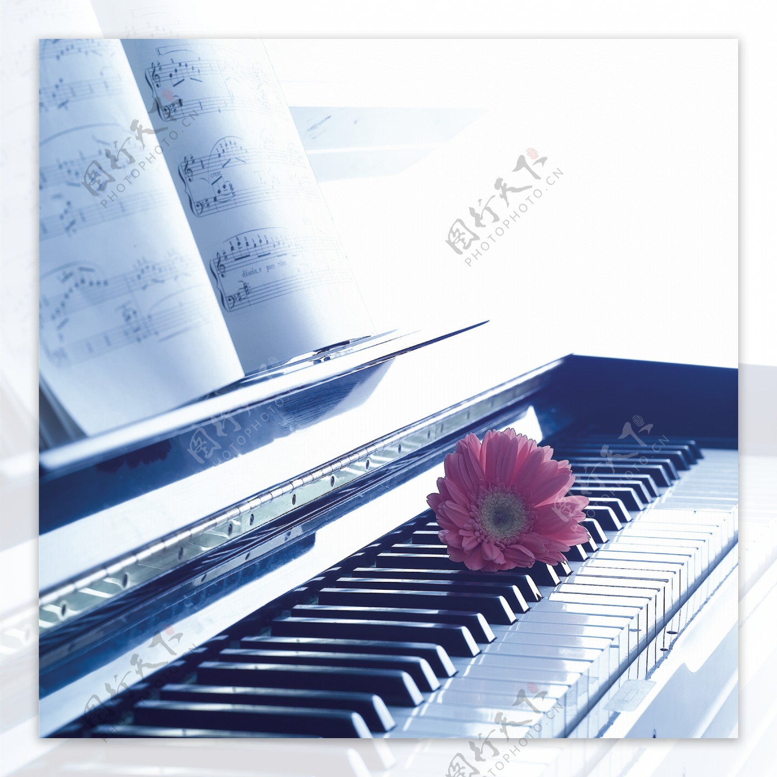 钢琴上的花朵特写图片