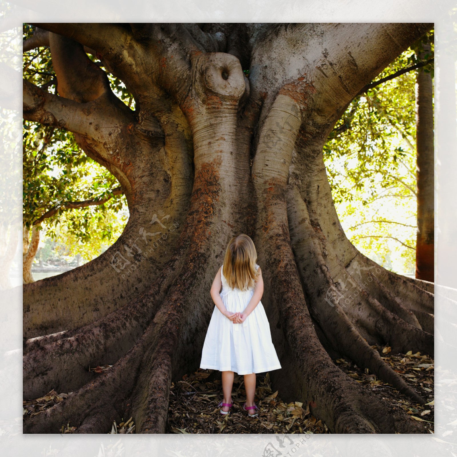 抬头看着大树的小女孩背影图片