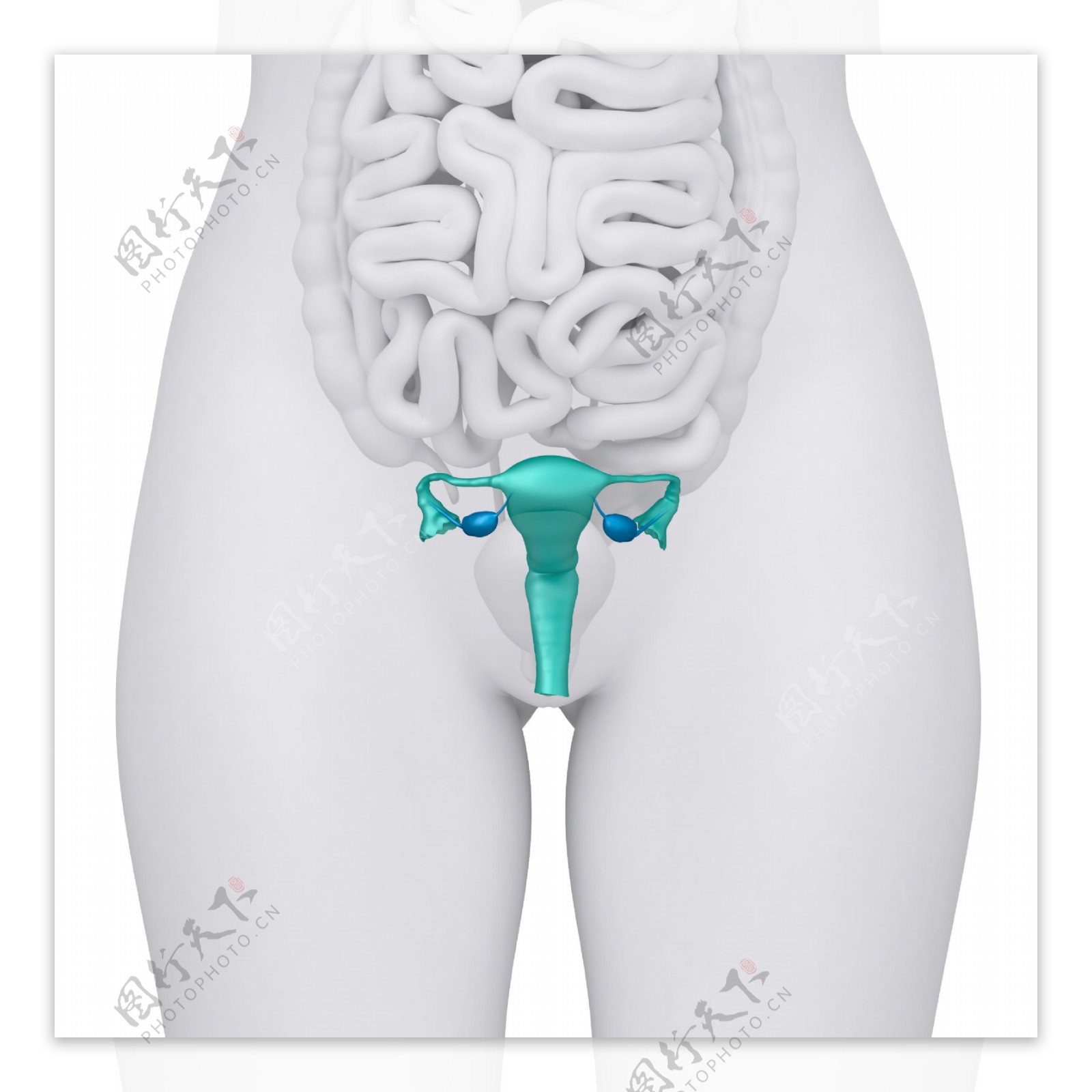 女性卵巢与肠子器官图片