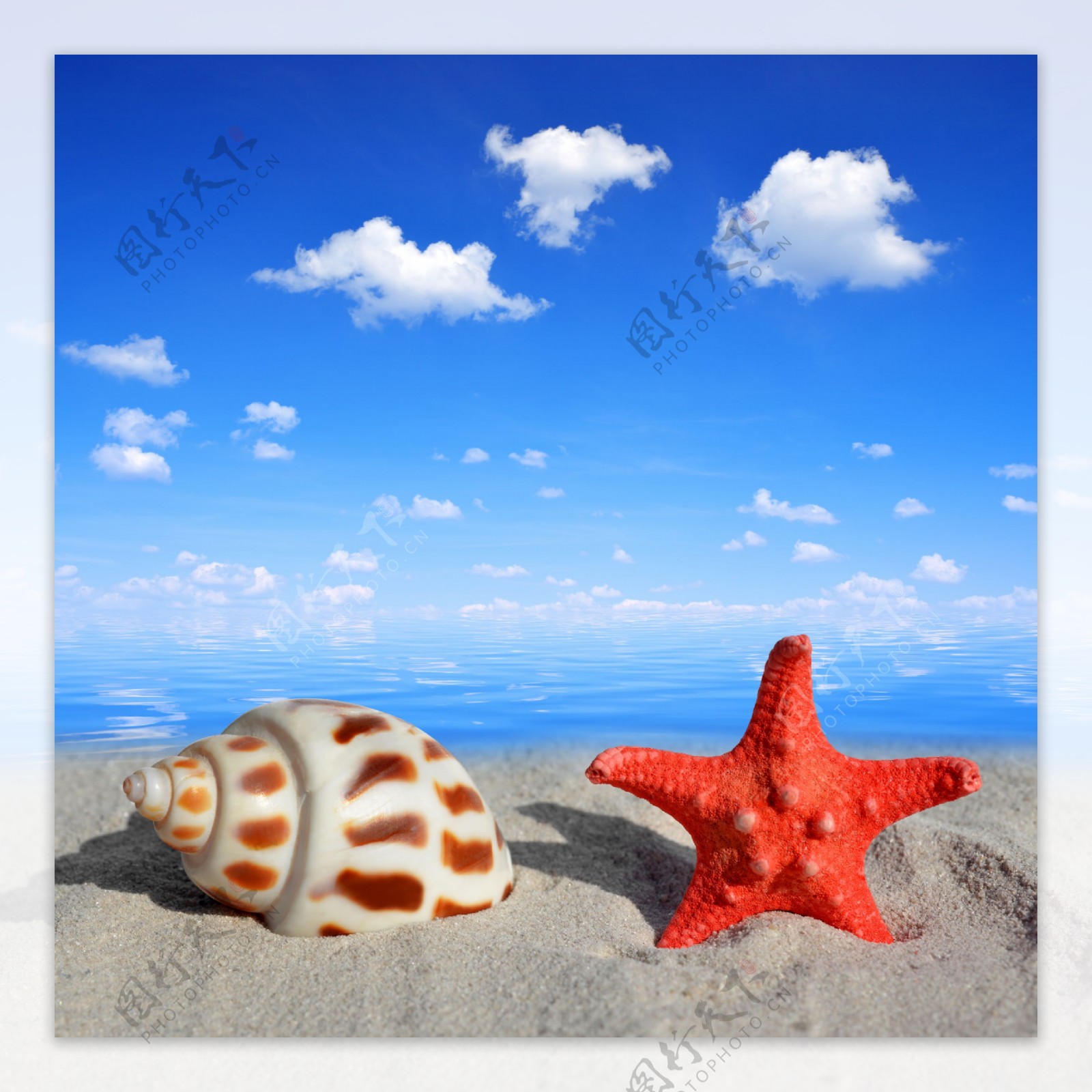 海滩上的海螺海星图片