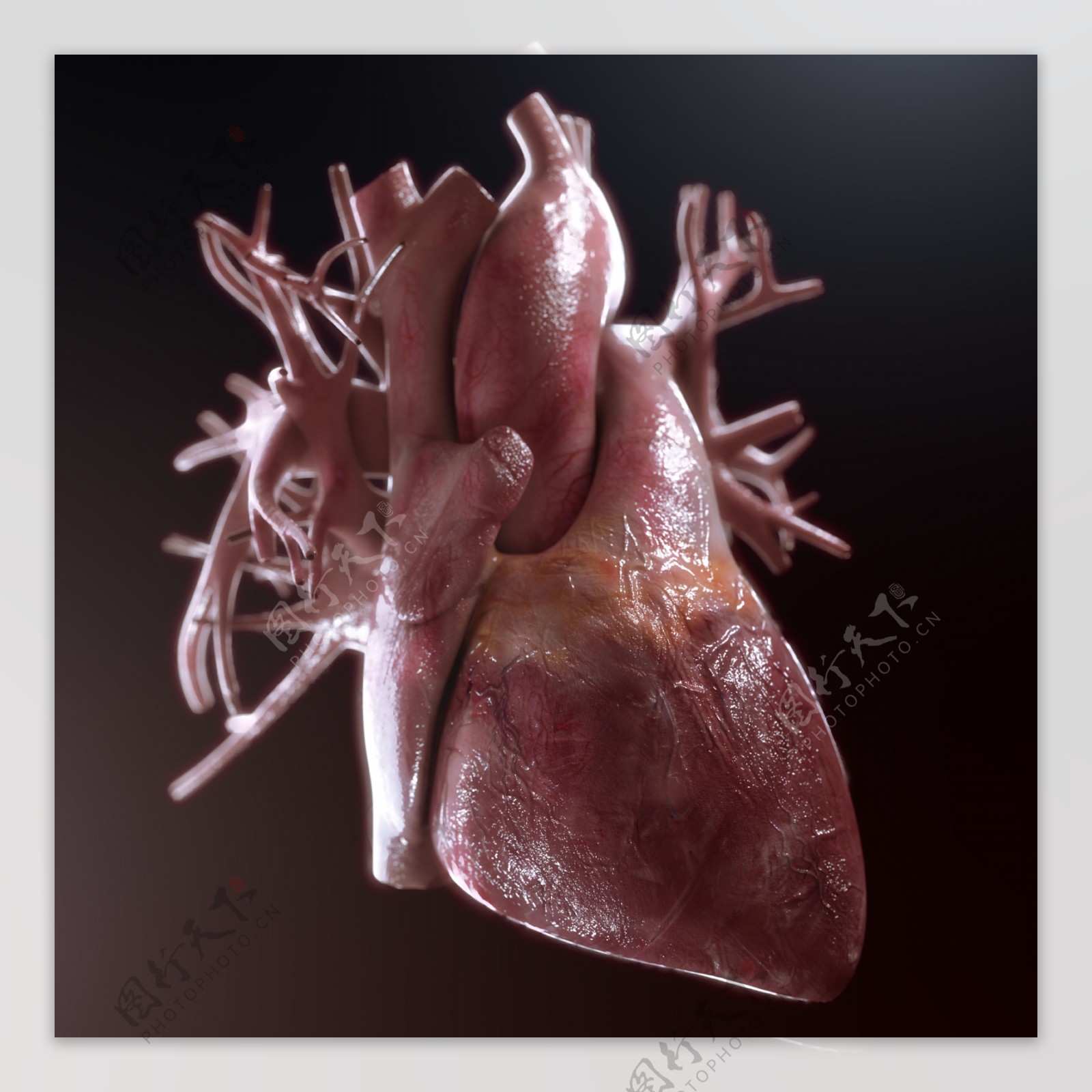 人体心脏器官图片