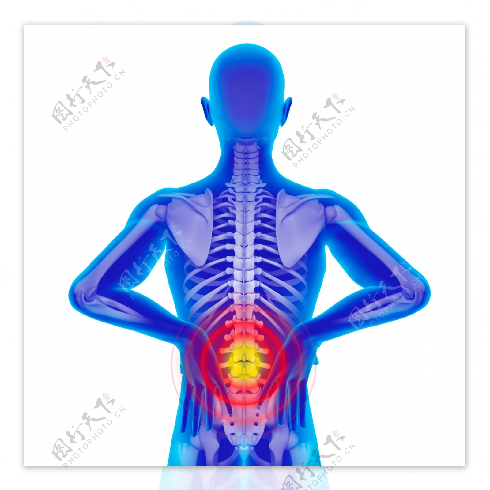 腰部骨骼关节疼痛图片
