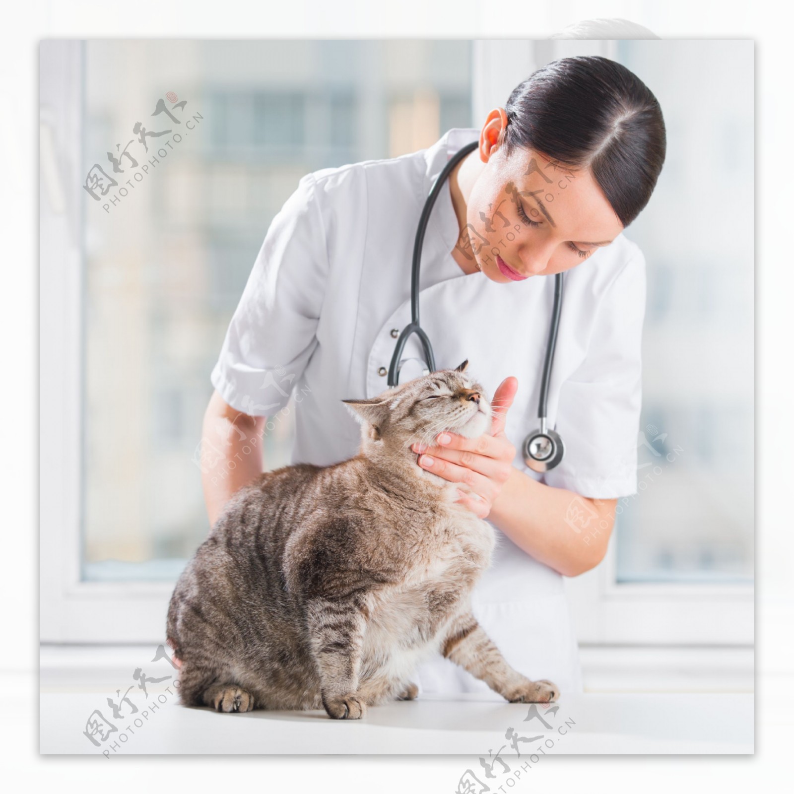 猫咪与宠物医生图片