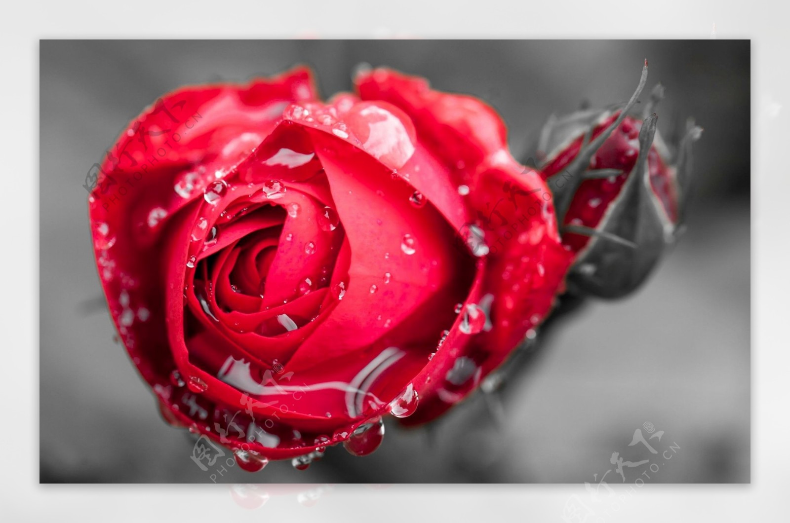 红色冰玫瑰花图片