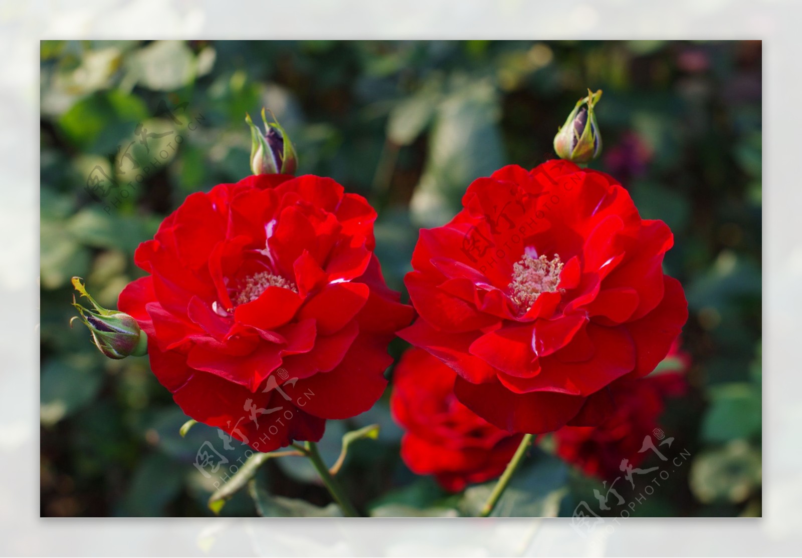 鲜艳红色月季花图片