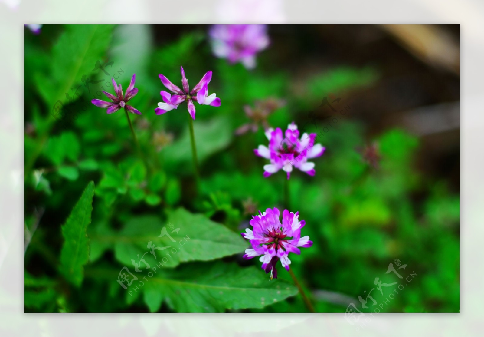 紫色苜蓿花