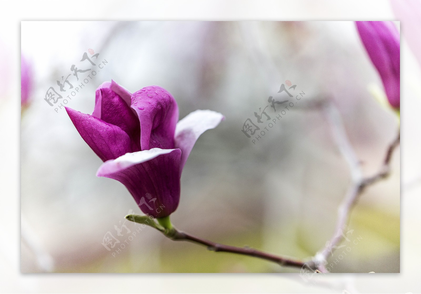 紫玉兰花卉