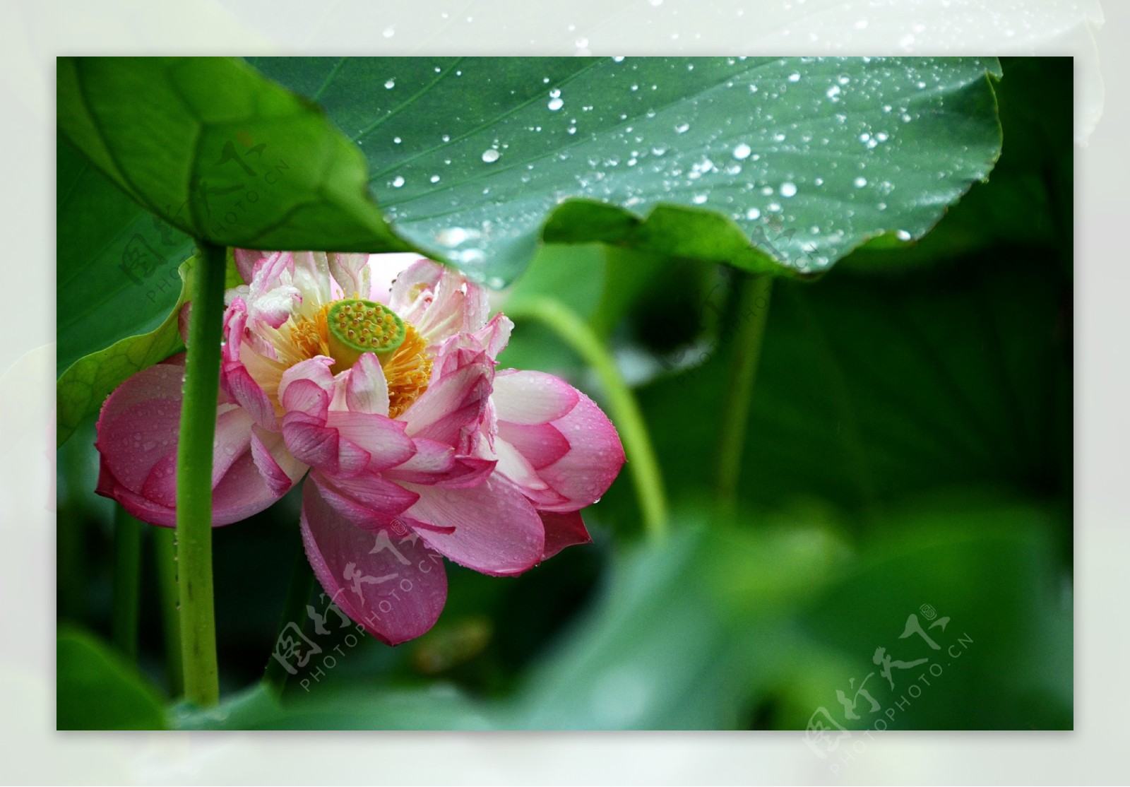 雨中荷花