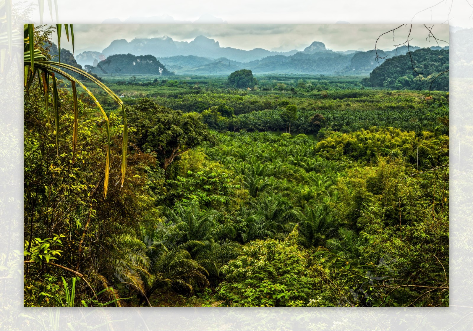 热带雨林风景