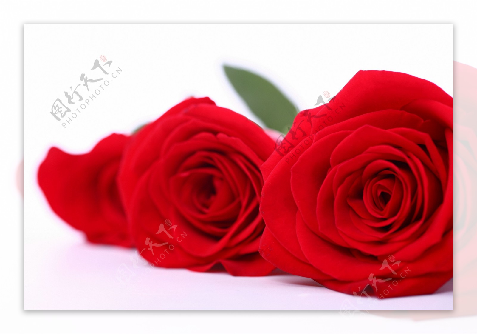 三朵大红的玫瑰花
