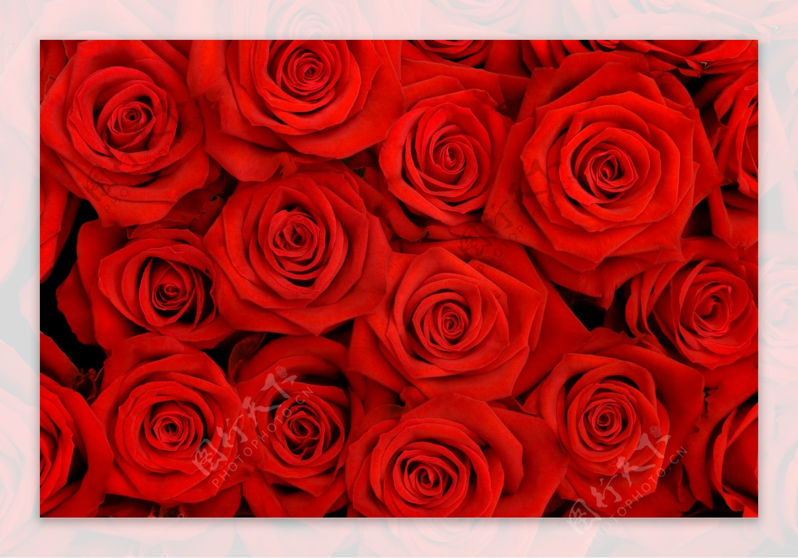 鲜艳的玫瑰花摄影