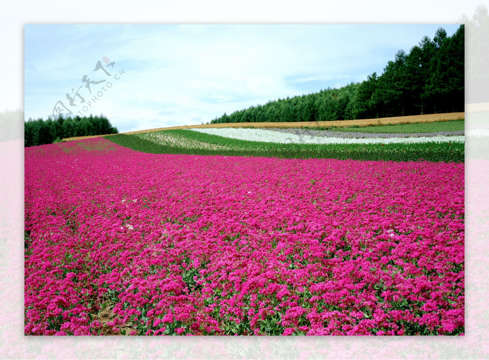 花朵草地红绿色