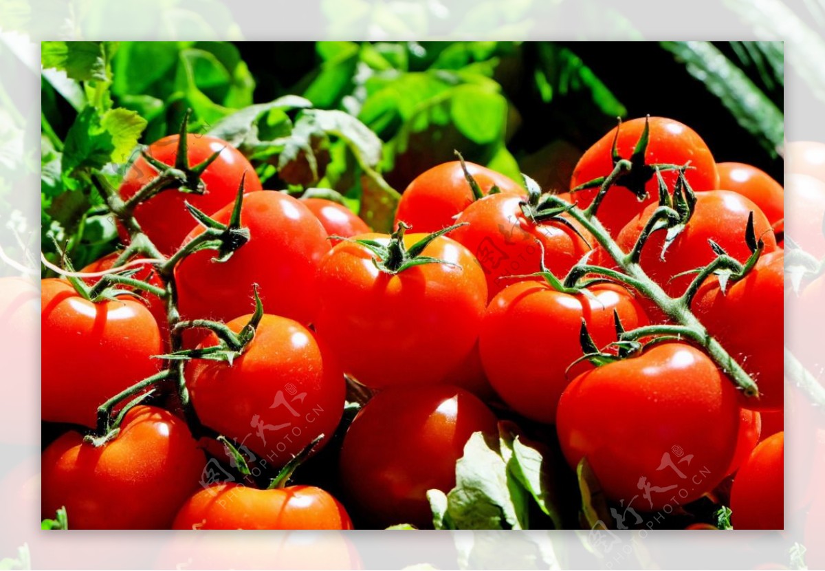 西红柿市场