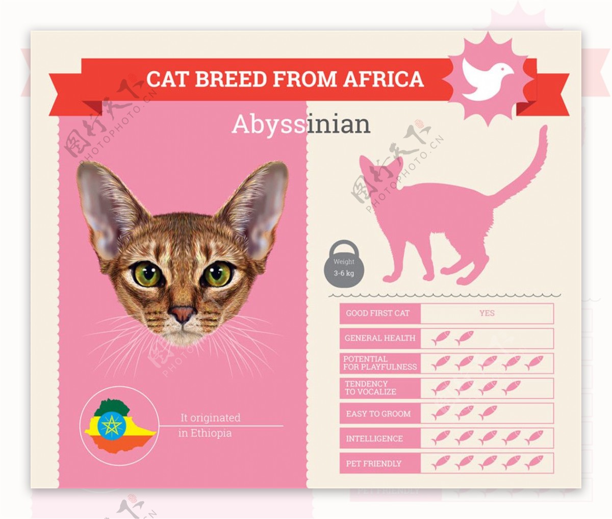 阿比西尼亚猫图表图片