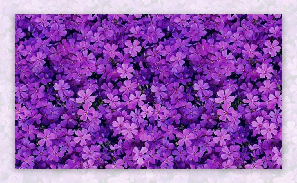 紫色花朵背景填充图案