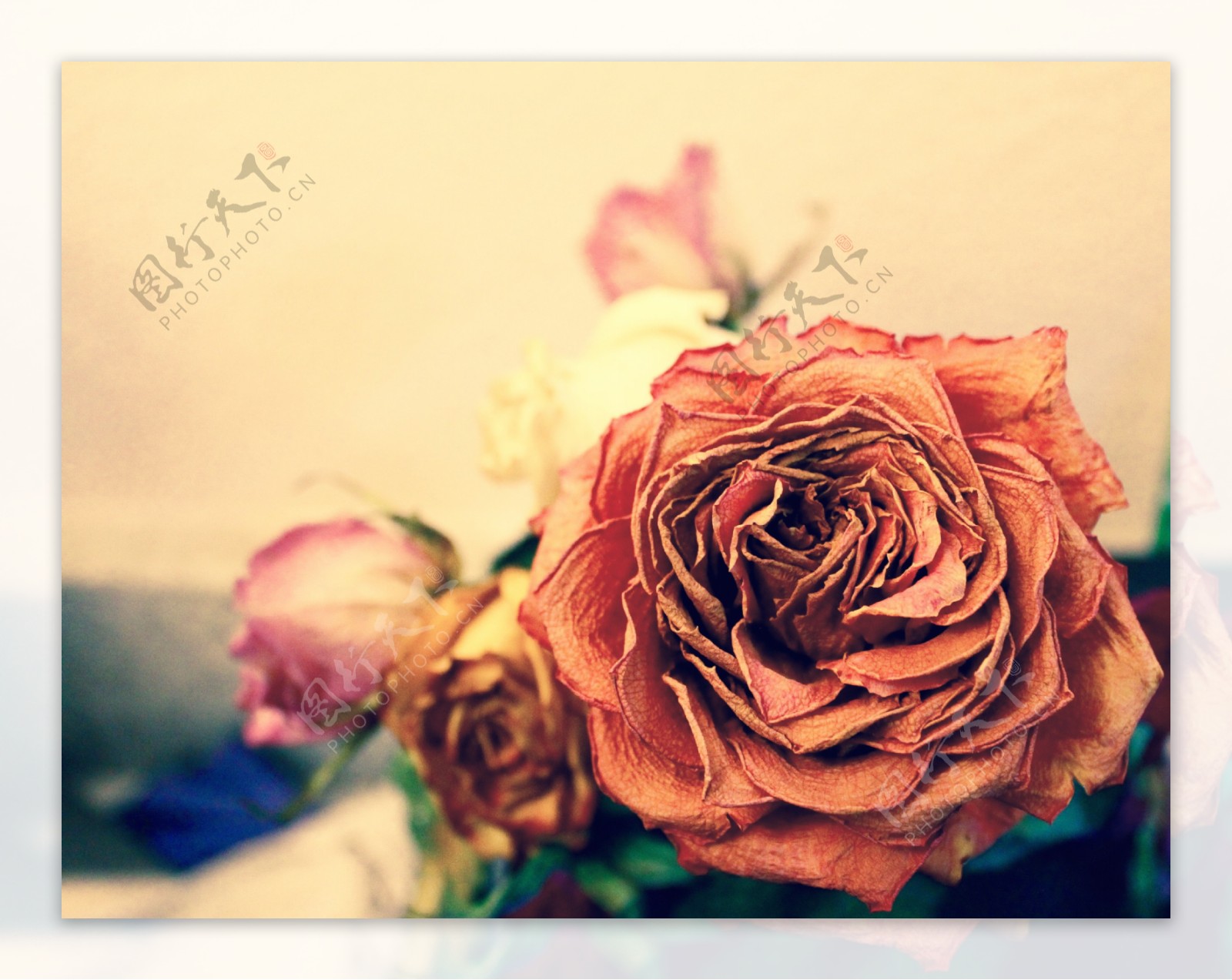 枯萎的玫瑰花图片