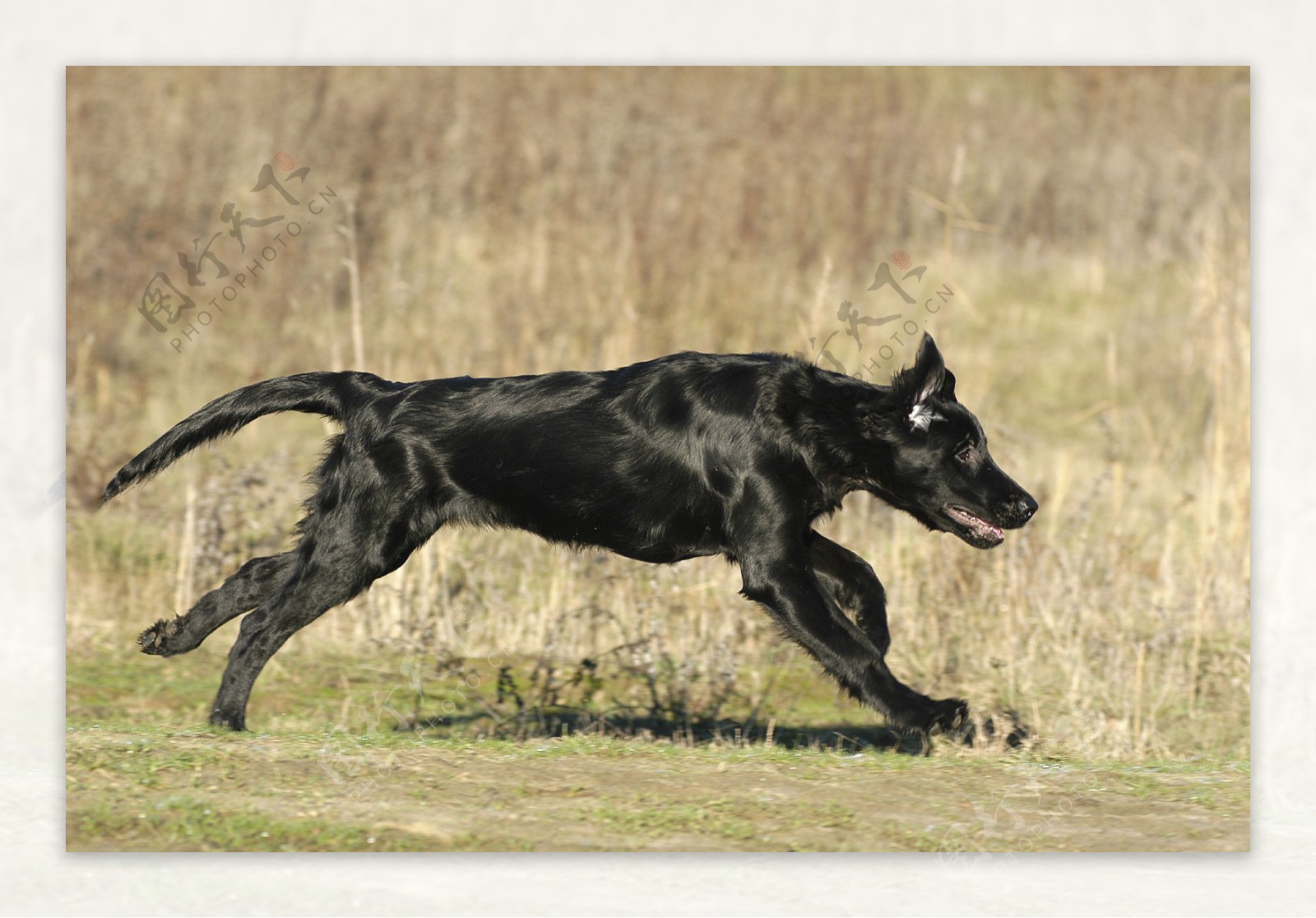奔跑的黑狗