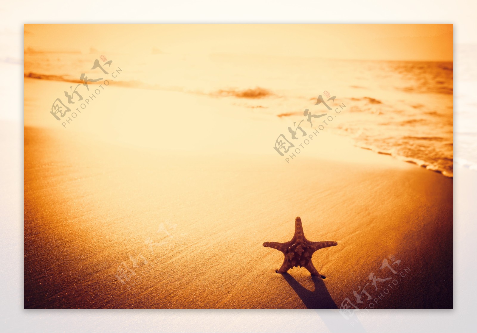 沙滩上插着海星图片