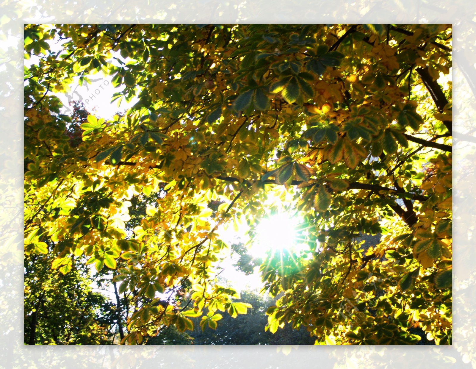 透时树林的秋天风景图片
