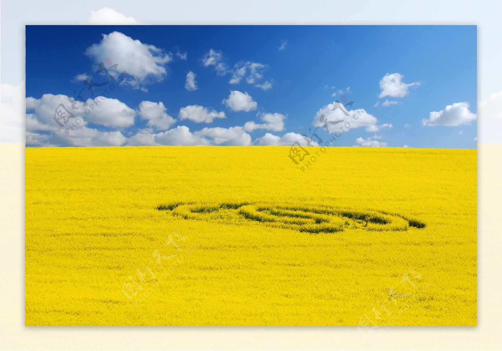 高清黄色麦田风景图片