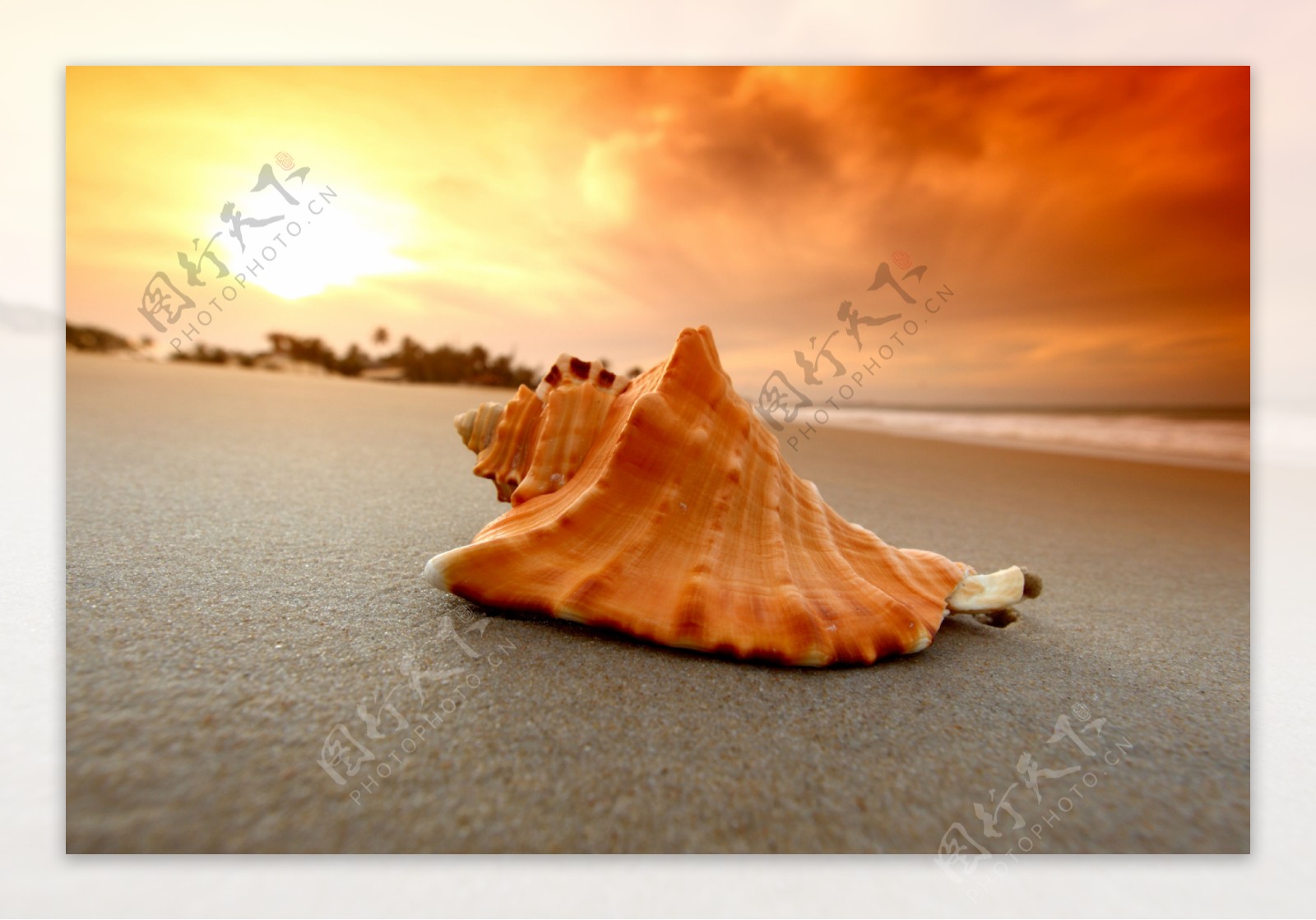 夕阳下的沙滩贝壳