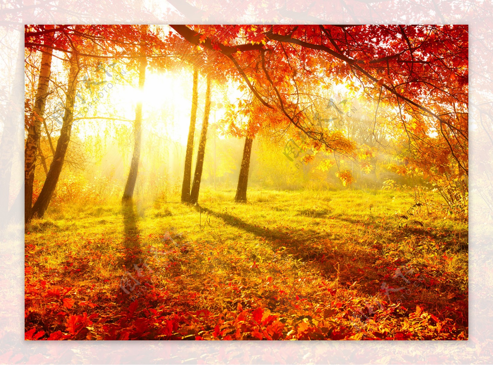 秋天阳光树林风景