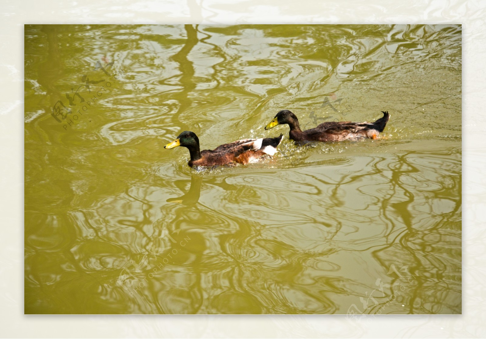 水中的两只野鸭图片