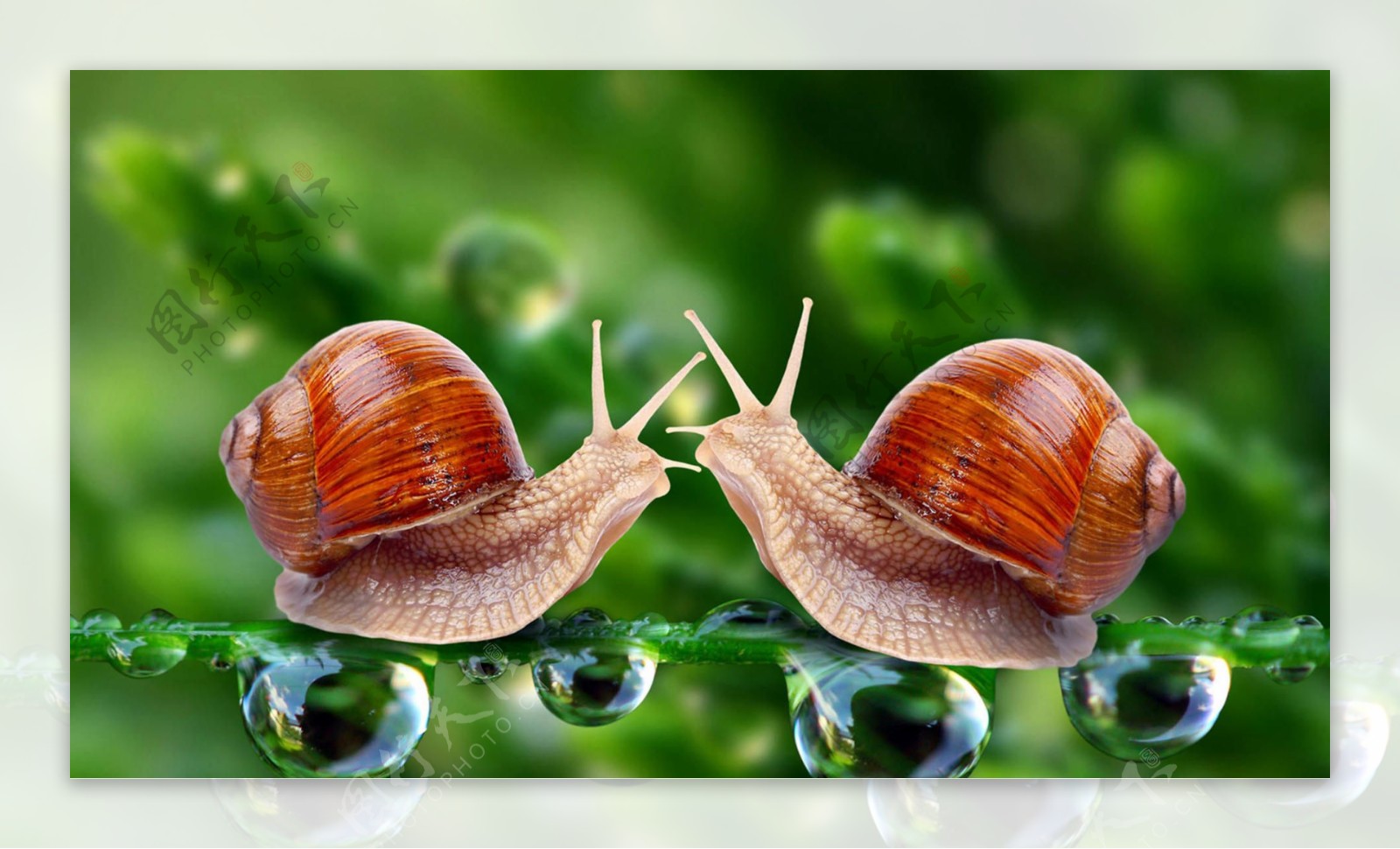 可爱两只蜗牛图片