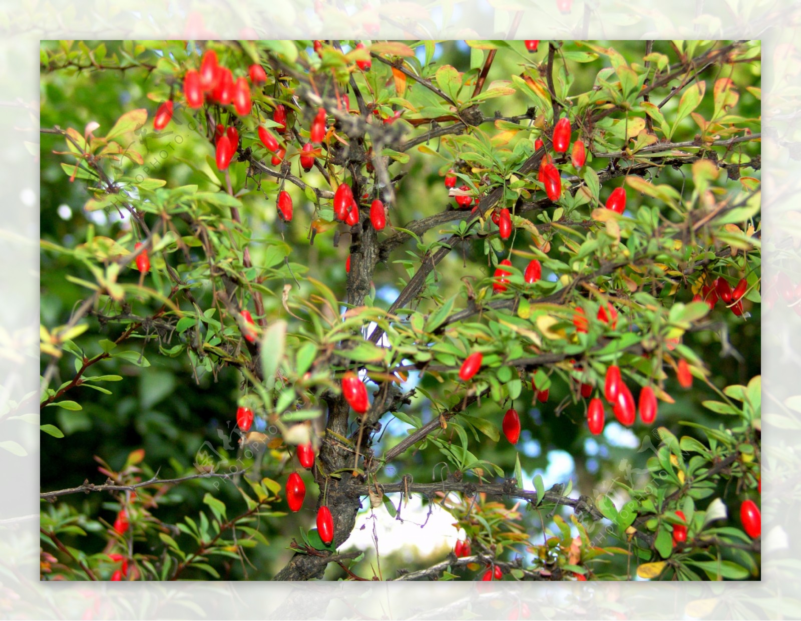 秋天成熟的红色果子图片