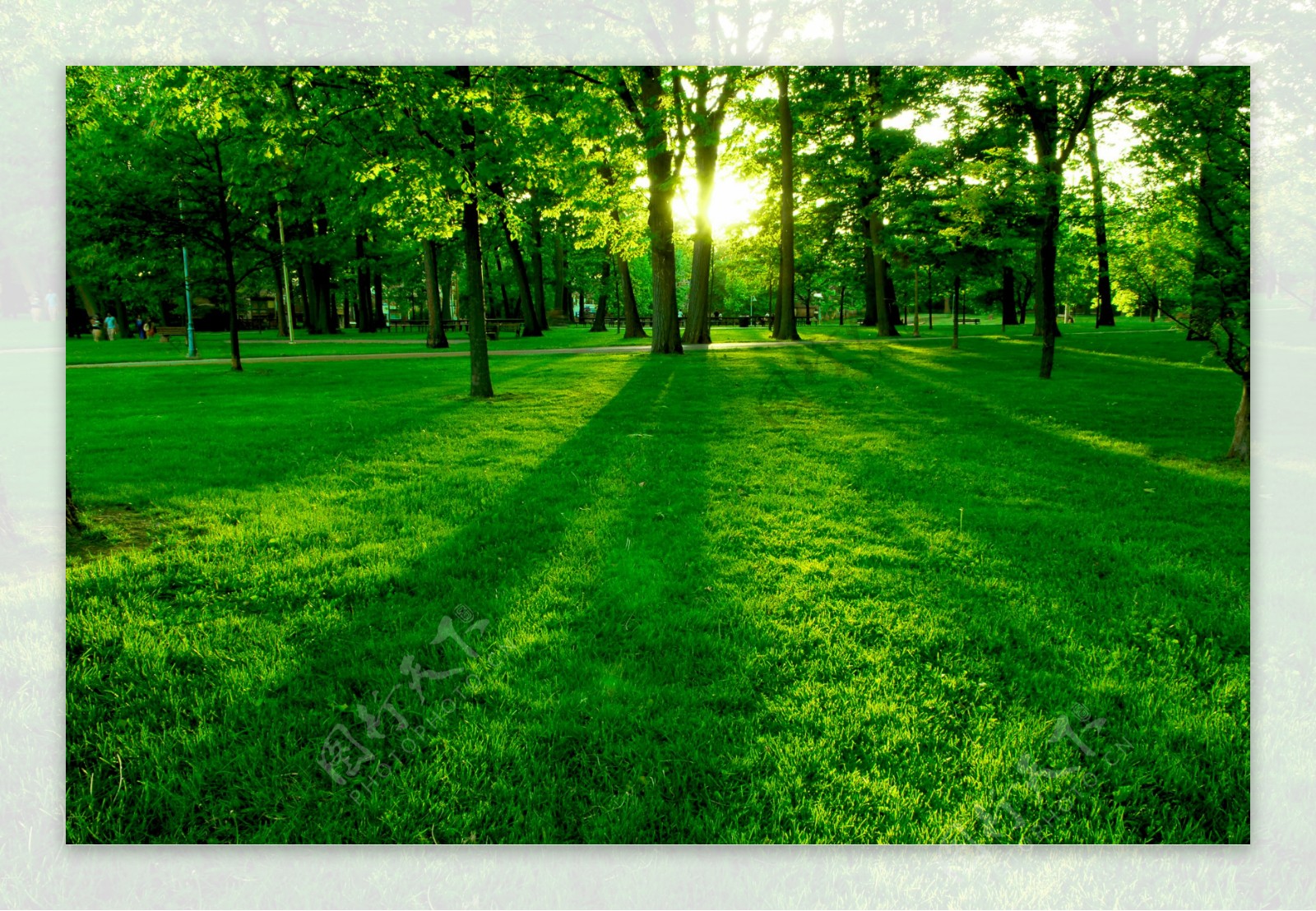 绿色树木草地风景图片