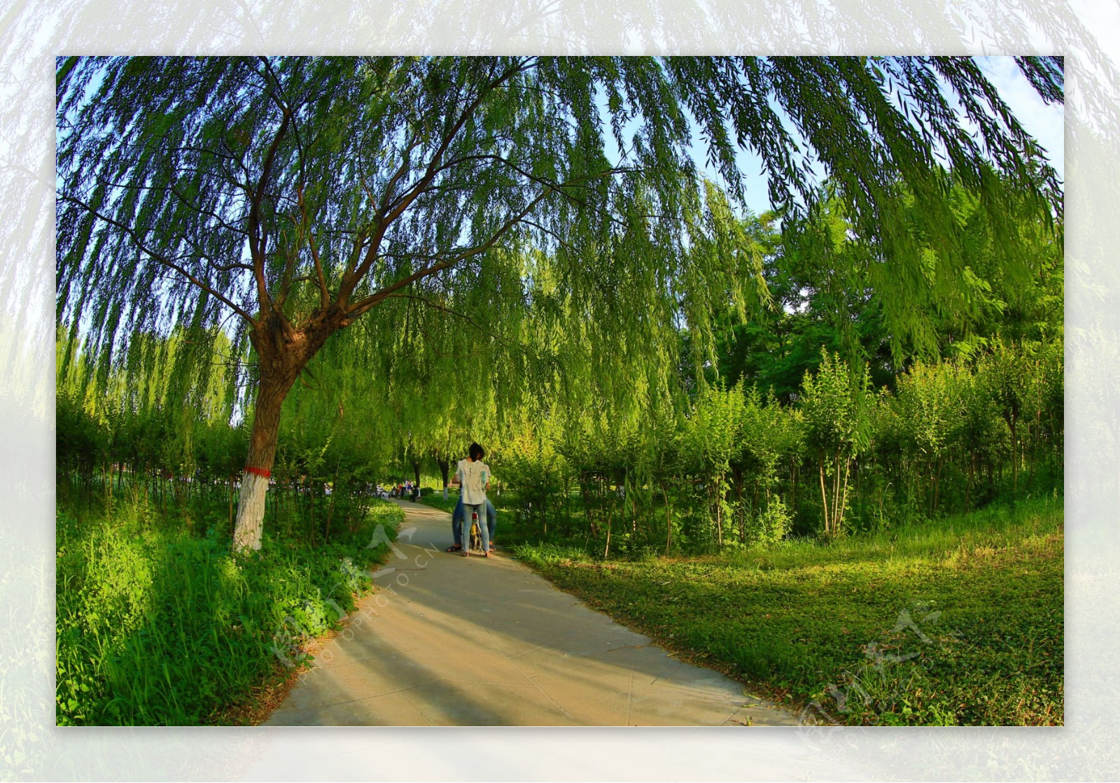公园绿树图片
