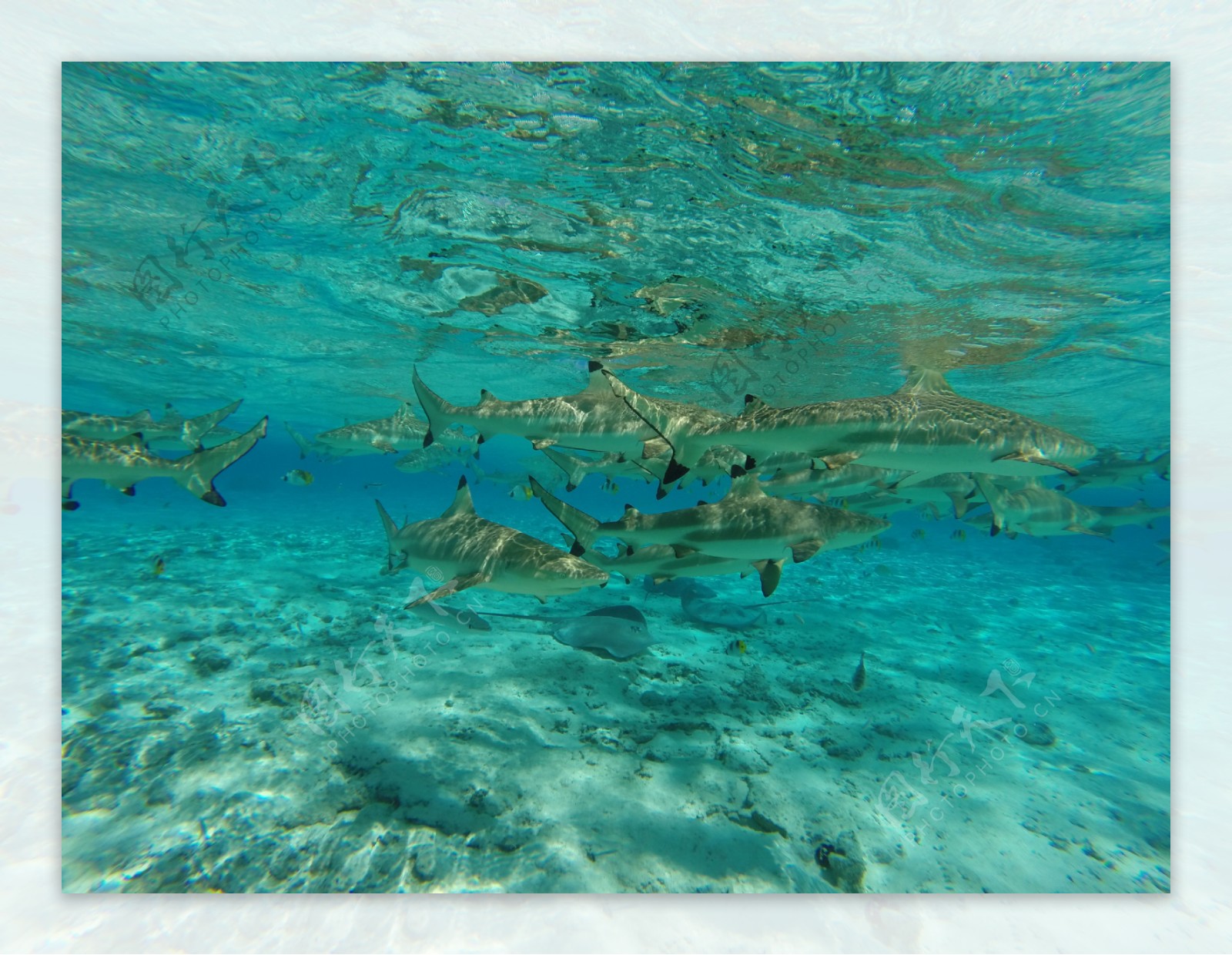 高清海底鲨鱼图片