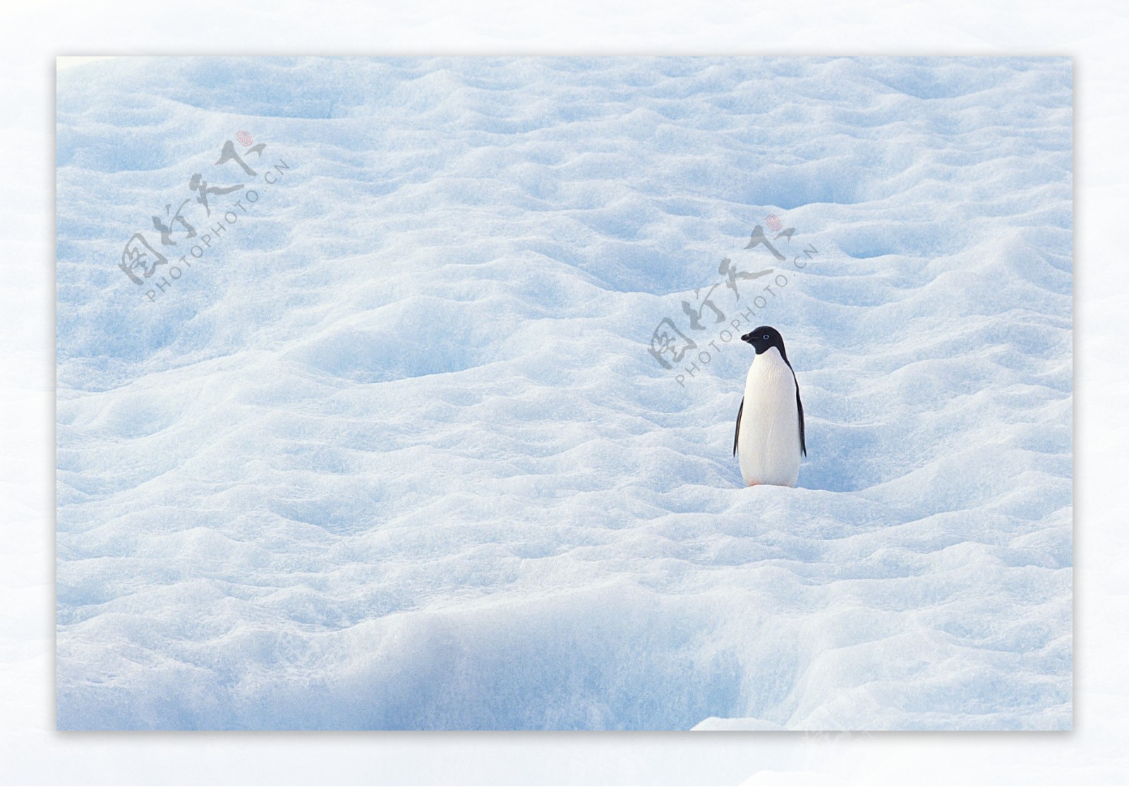 南极冰地帝企鹅图片