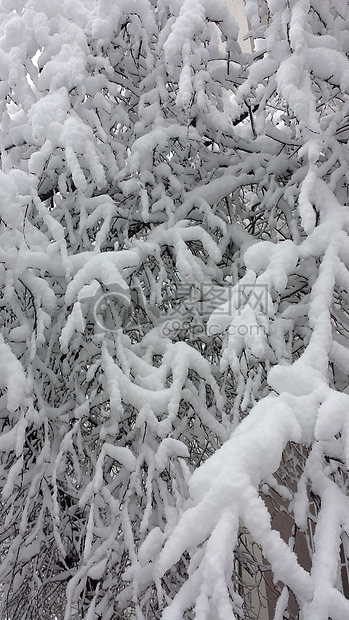 树枝上的积雪