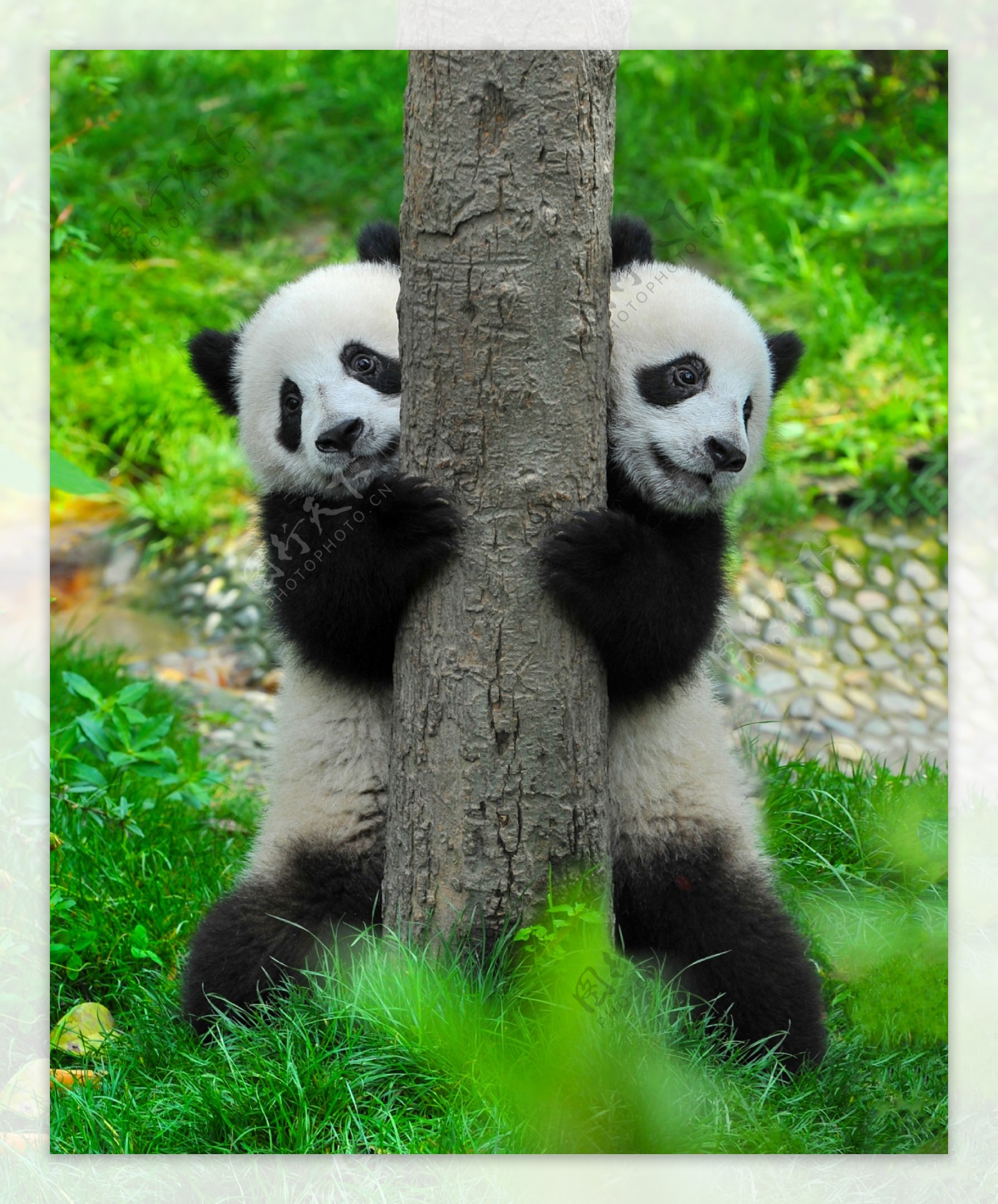 两只可爱的熊猫