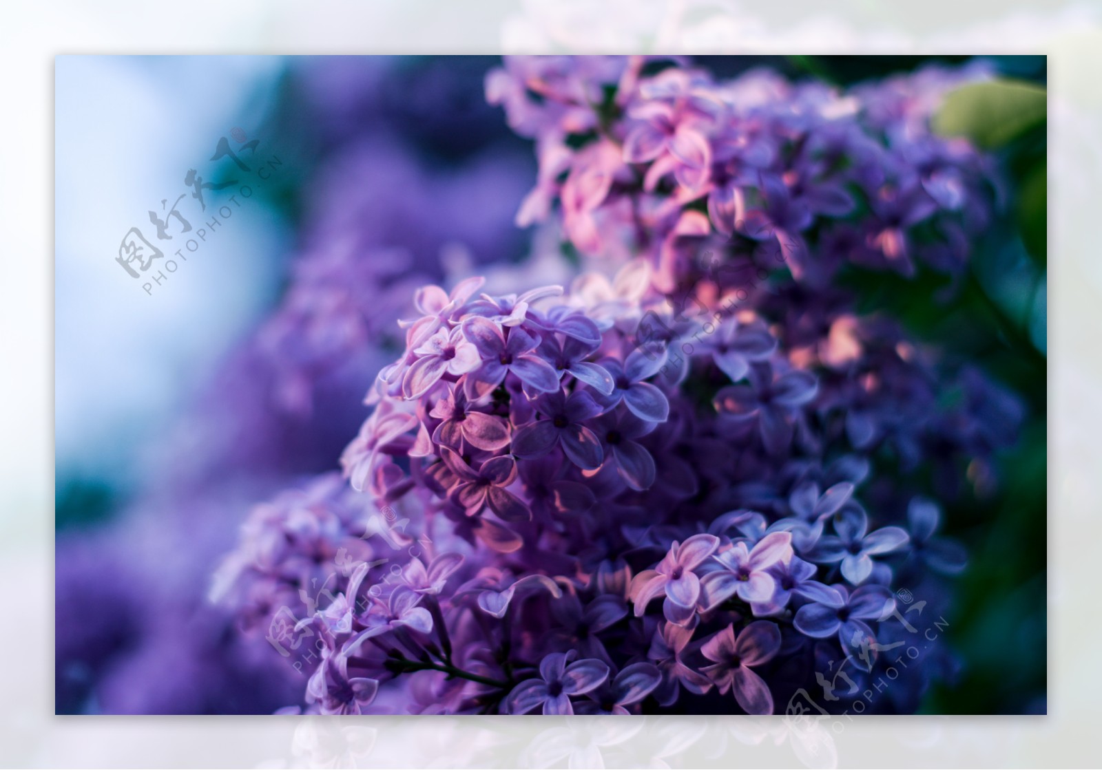 唯美紫丁香花图片