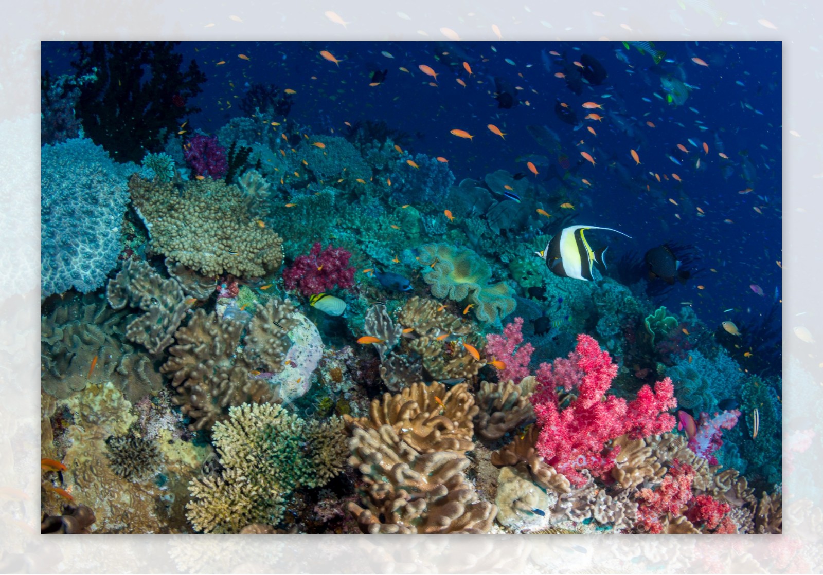 珊瑚海底世界鱼类