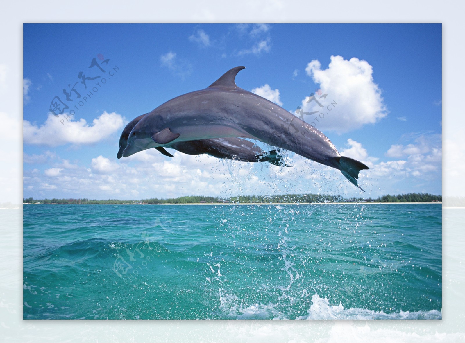 跳跃的海豚