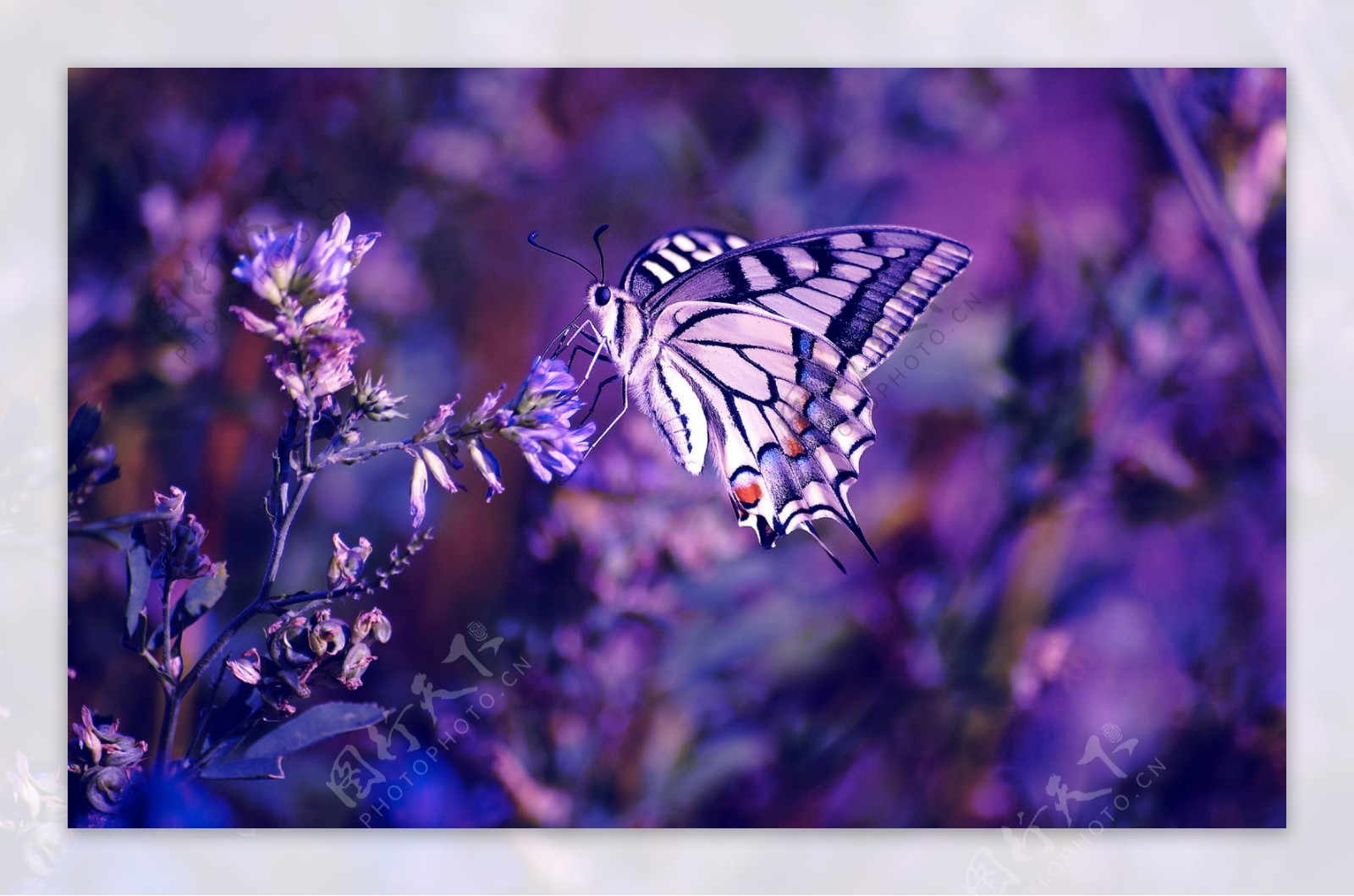 薰衣草上的蝴蝶