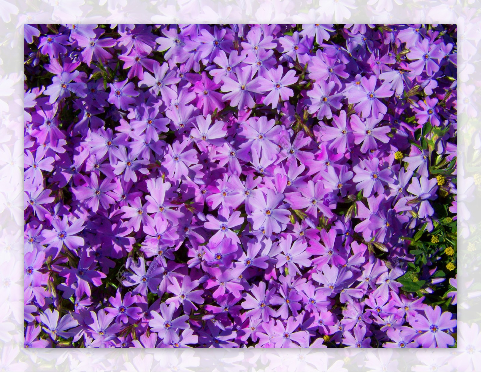 紫色芝樱花图片