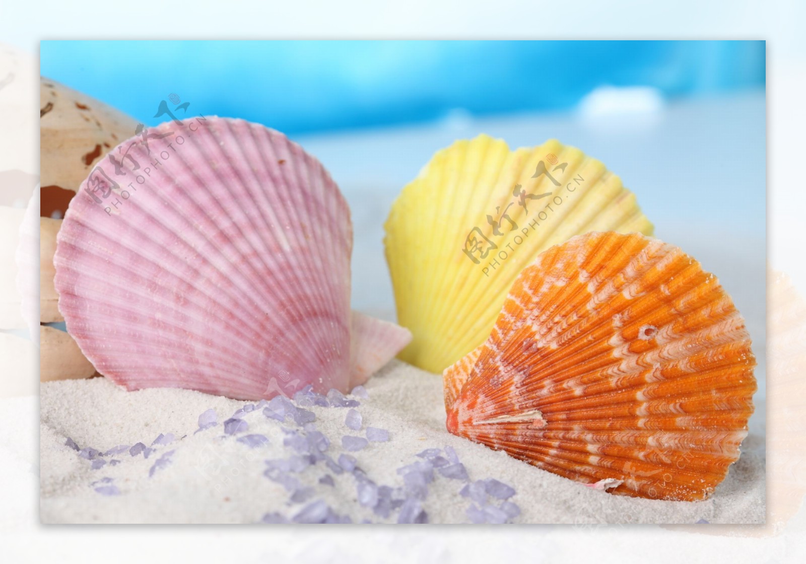 沙滩上的彩色贝壳