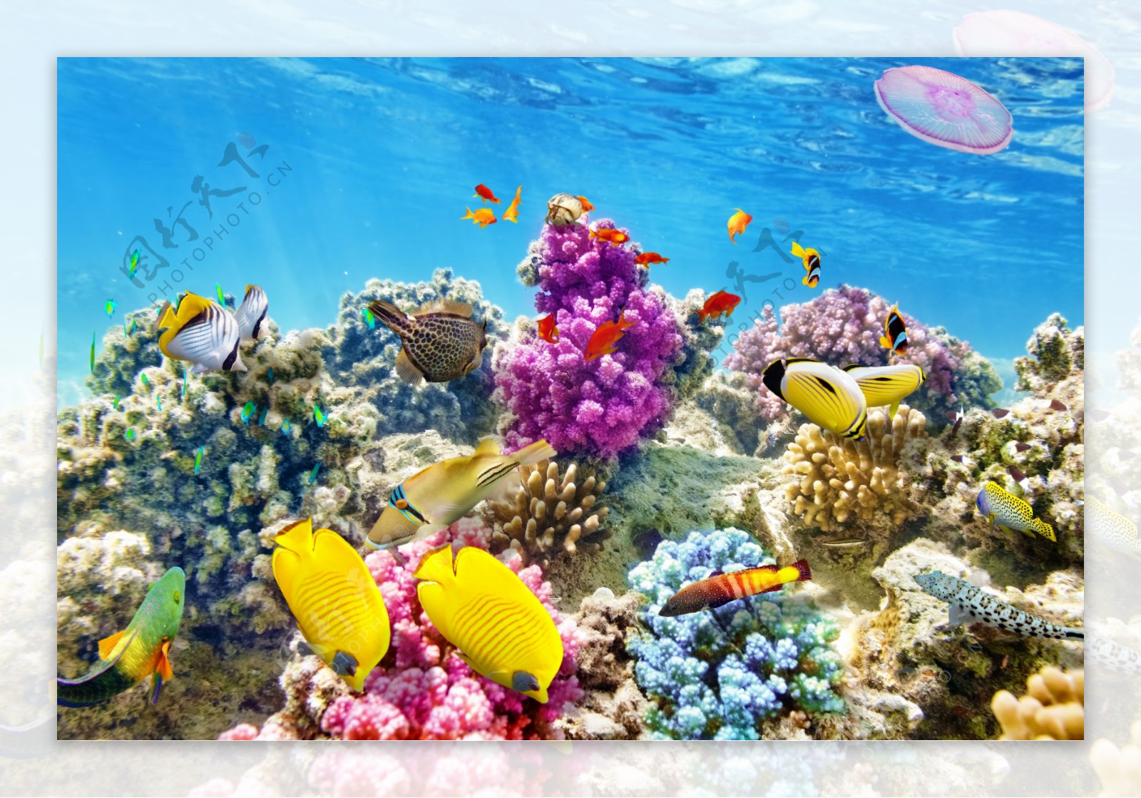 海底珊瑚与鱼群摄影